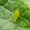 The coloration of the yellow rose aphid ranges from yellow to spring green, like these aphids from Clayton, NC.