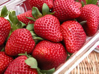 Close up of ripe berries