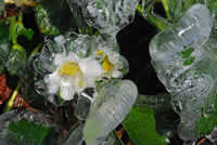 Ice insulated flower