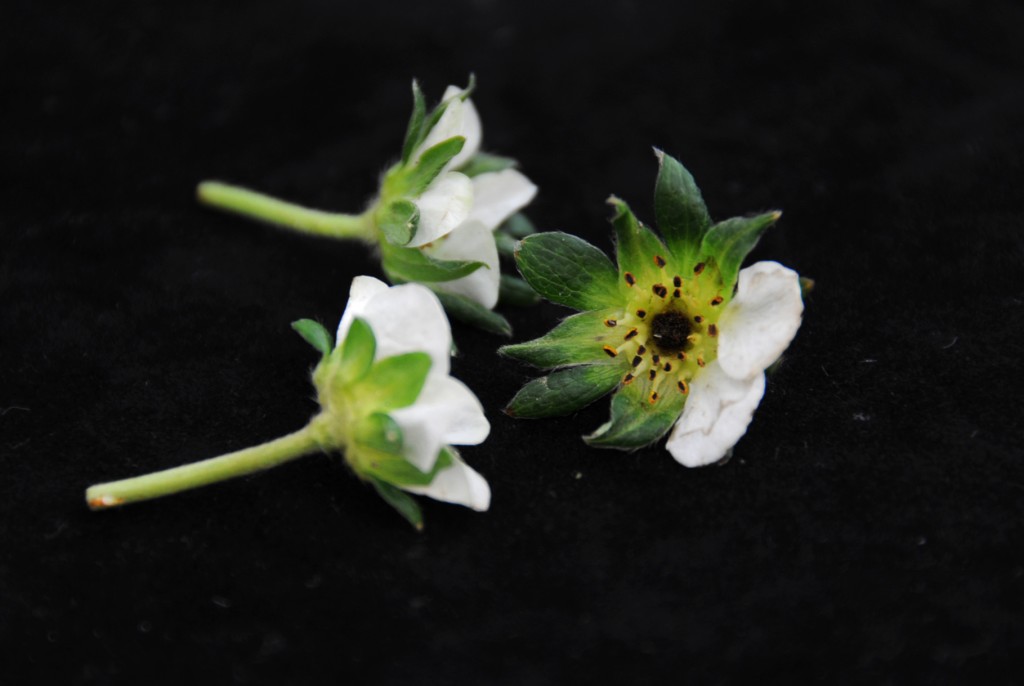 An ideal "dead" flower specimen for submitting