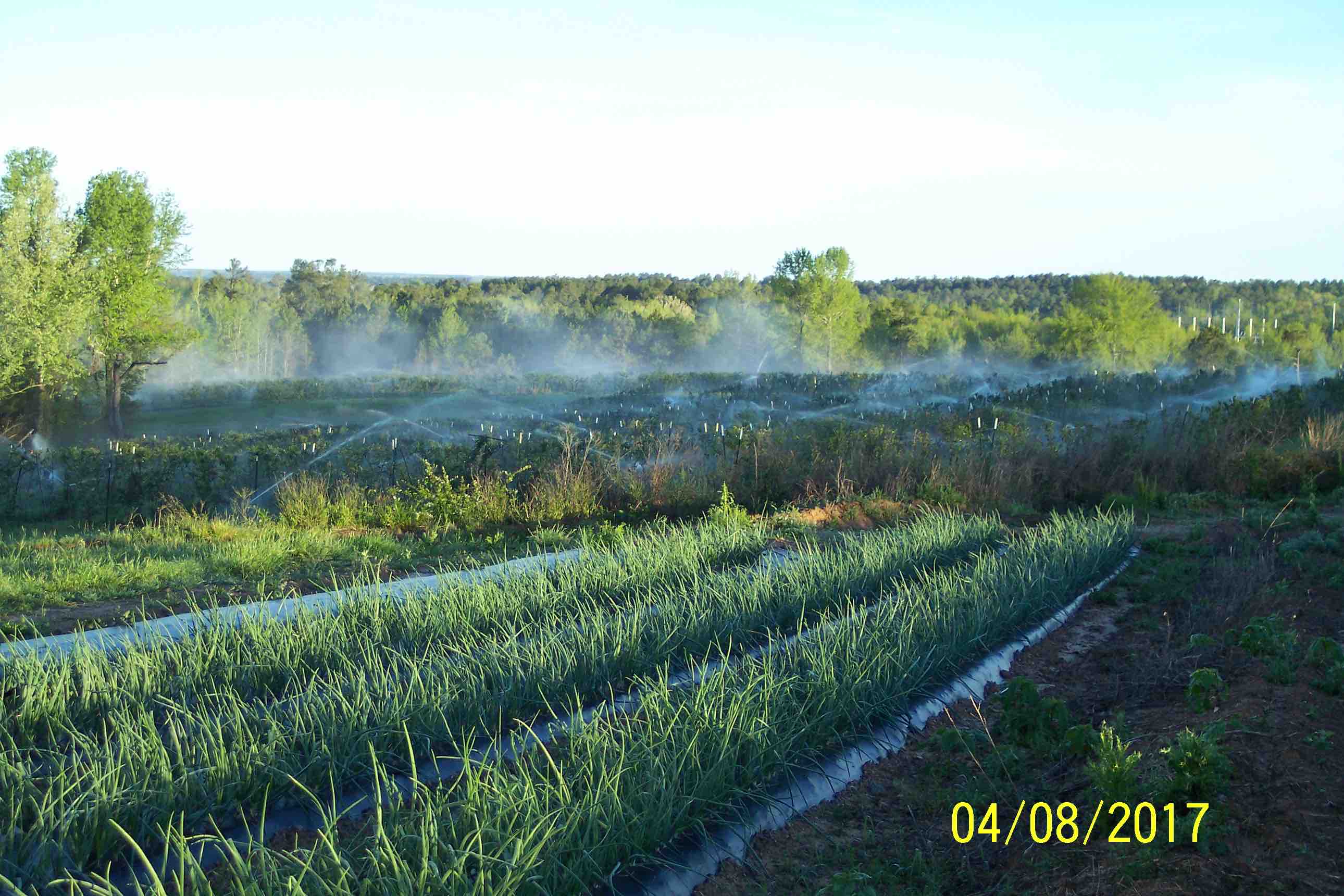 irrigating fields