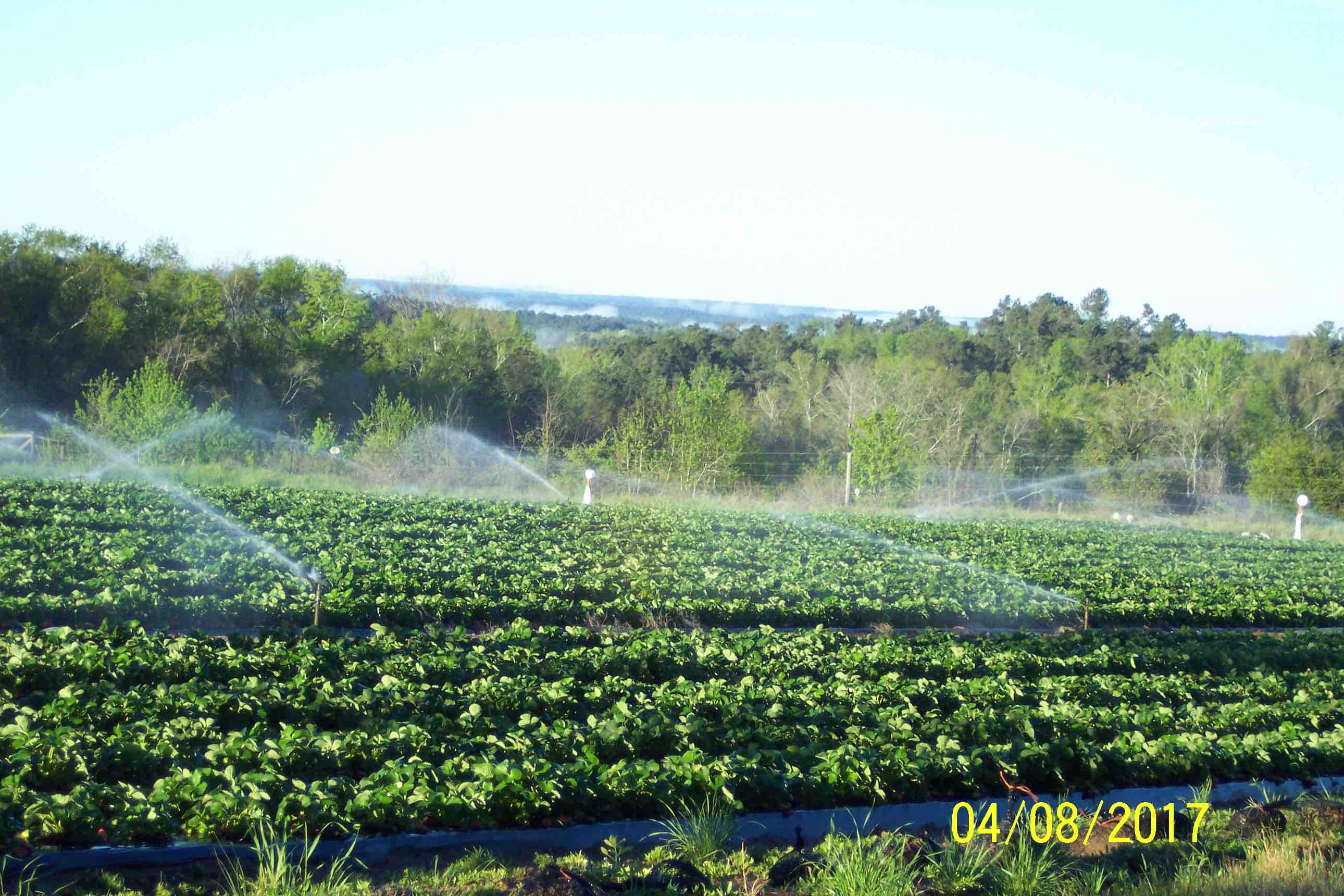 irrigation