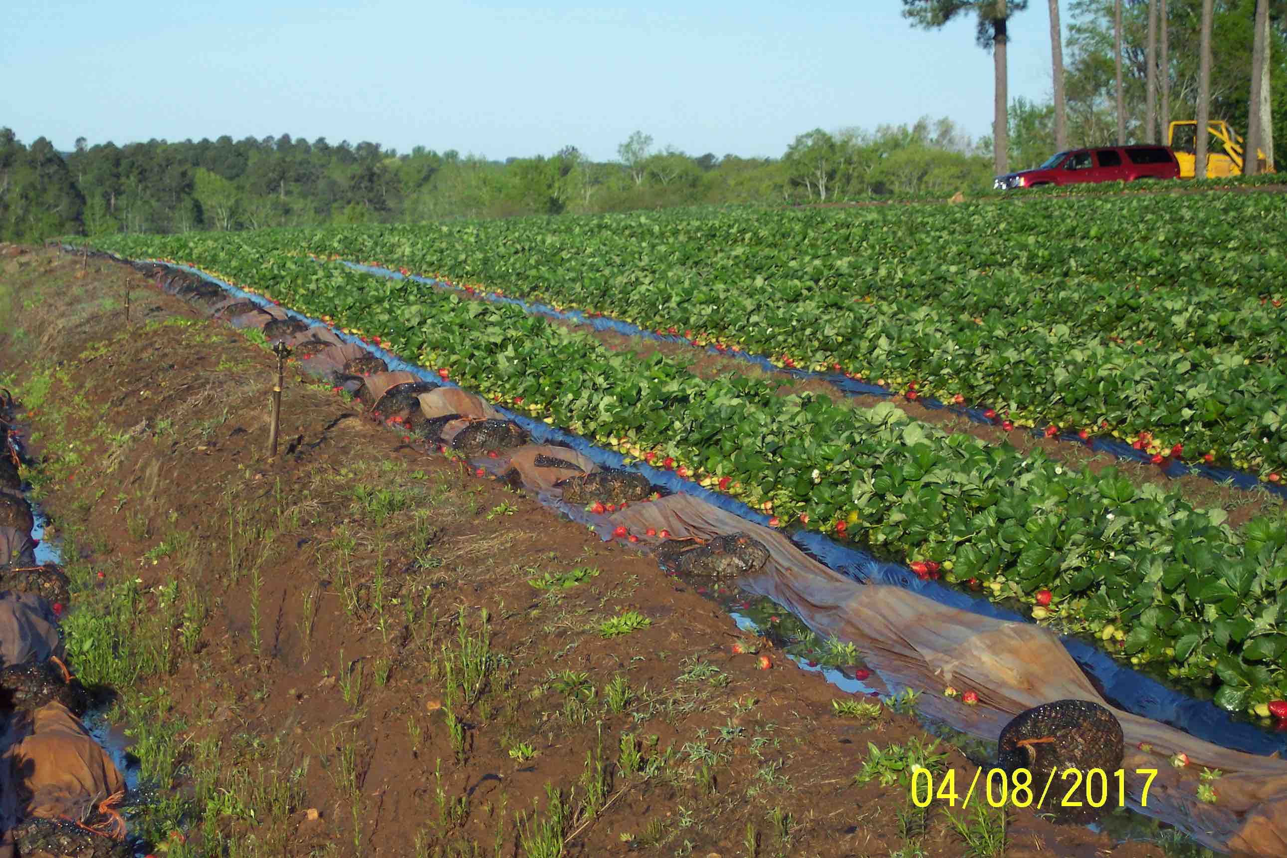 rows of strawberry plants