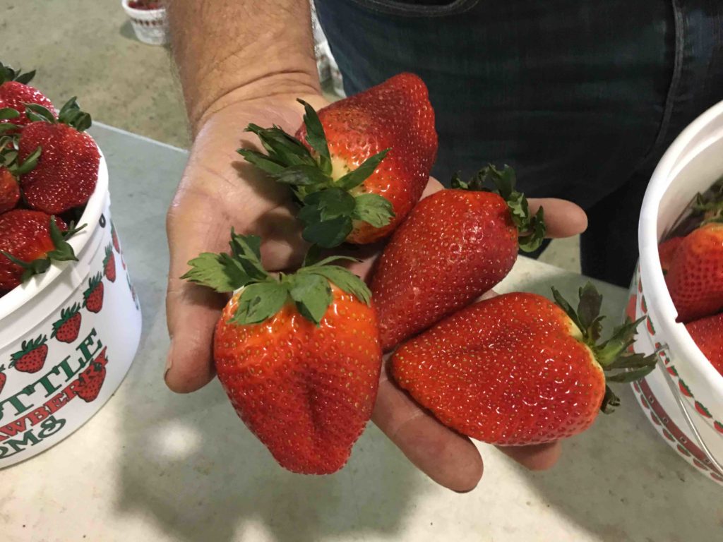 Holding recent strawberry harvest from the IR-40 lab.