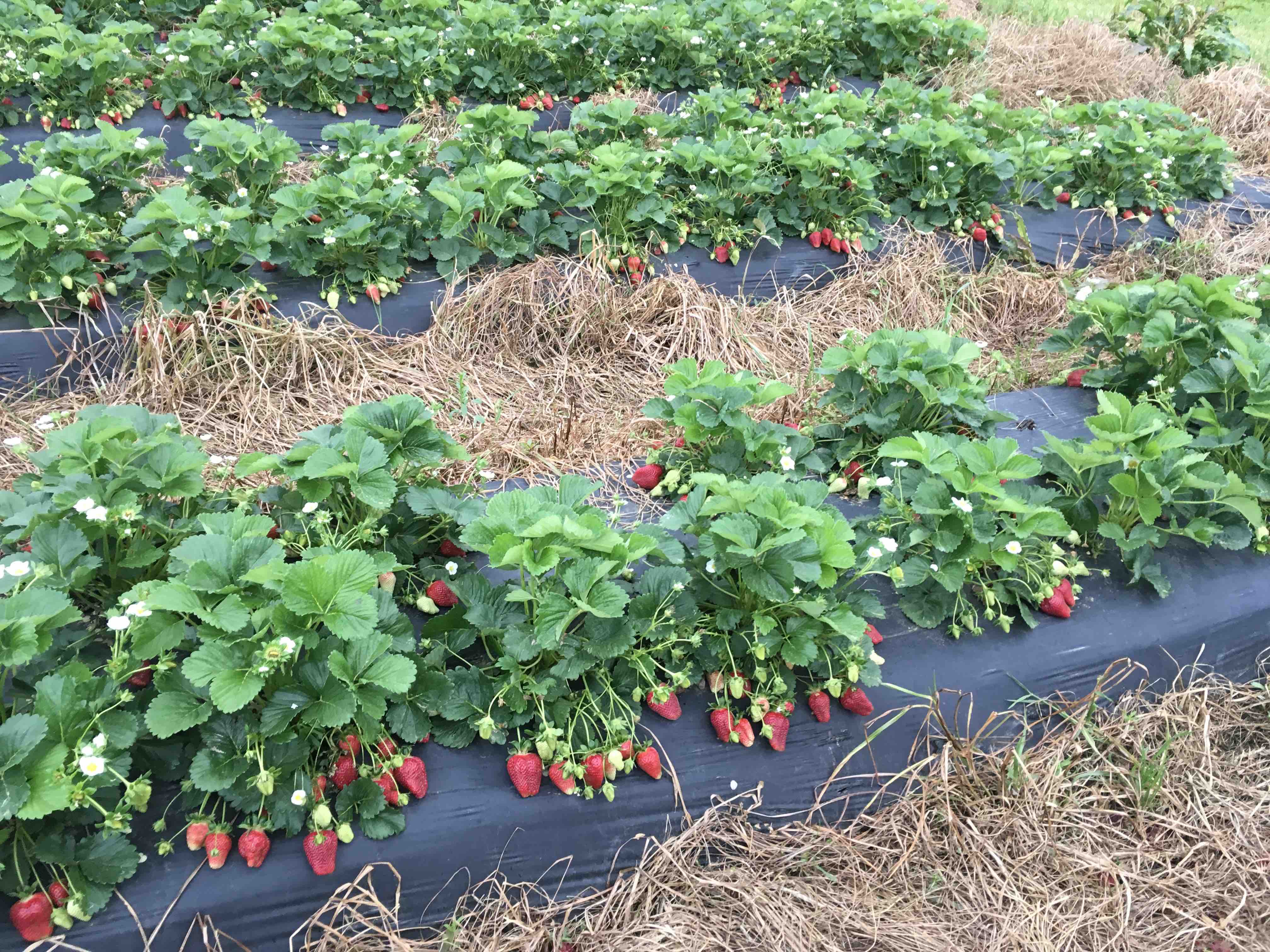 Berry Season Running WIDE OPEN With Warmer Weather…grower