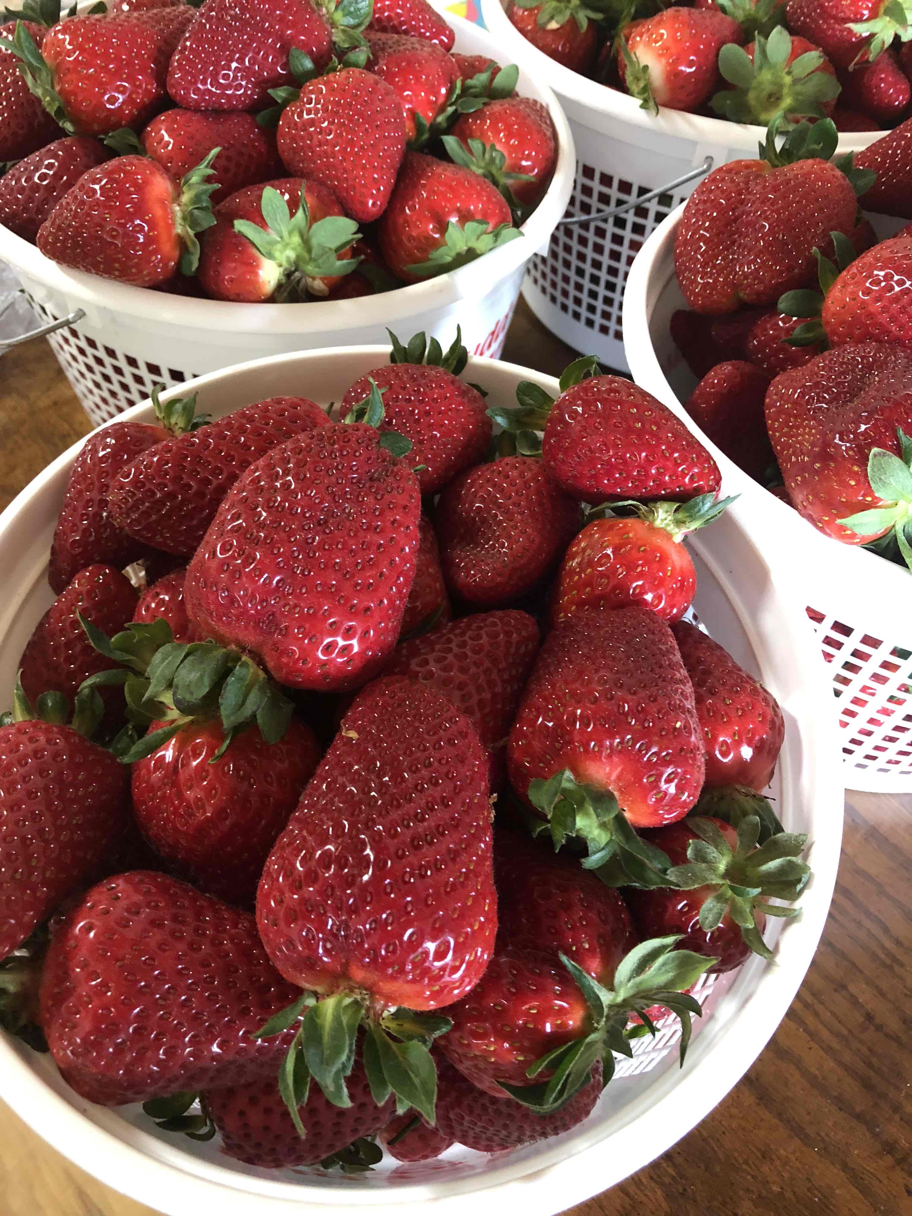 harvested strawberries in buckets