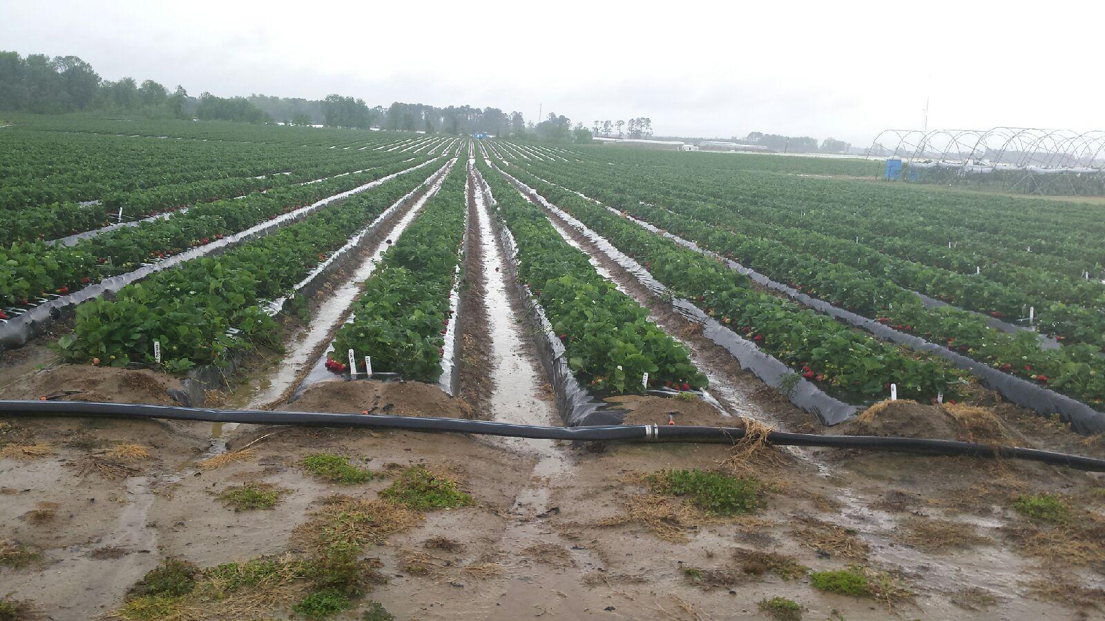 test plots with standing water in aisles