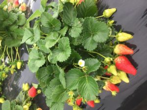 Cover photo for NCSU Strawberry Breeding Program on NCSU Homegrown