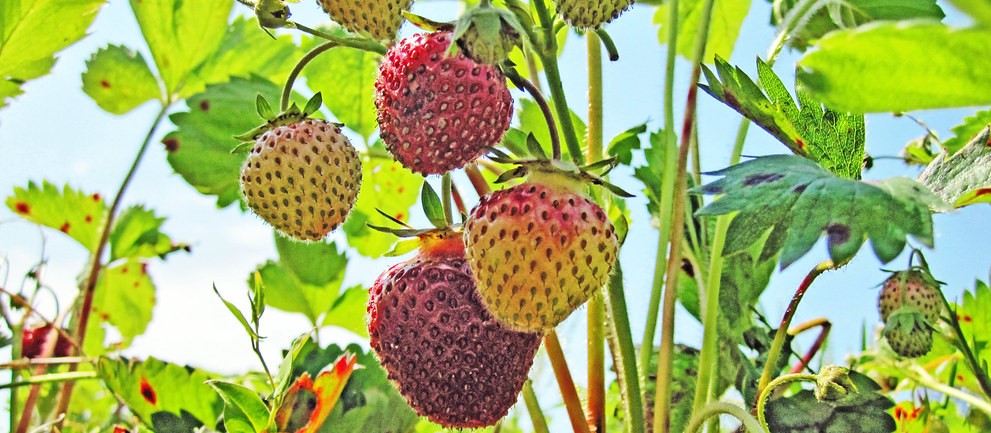 ripening strawberries