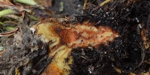 anthracnose crown rot signs