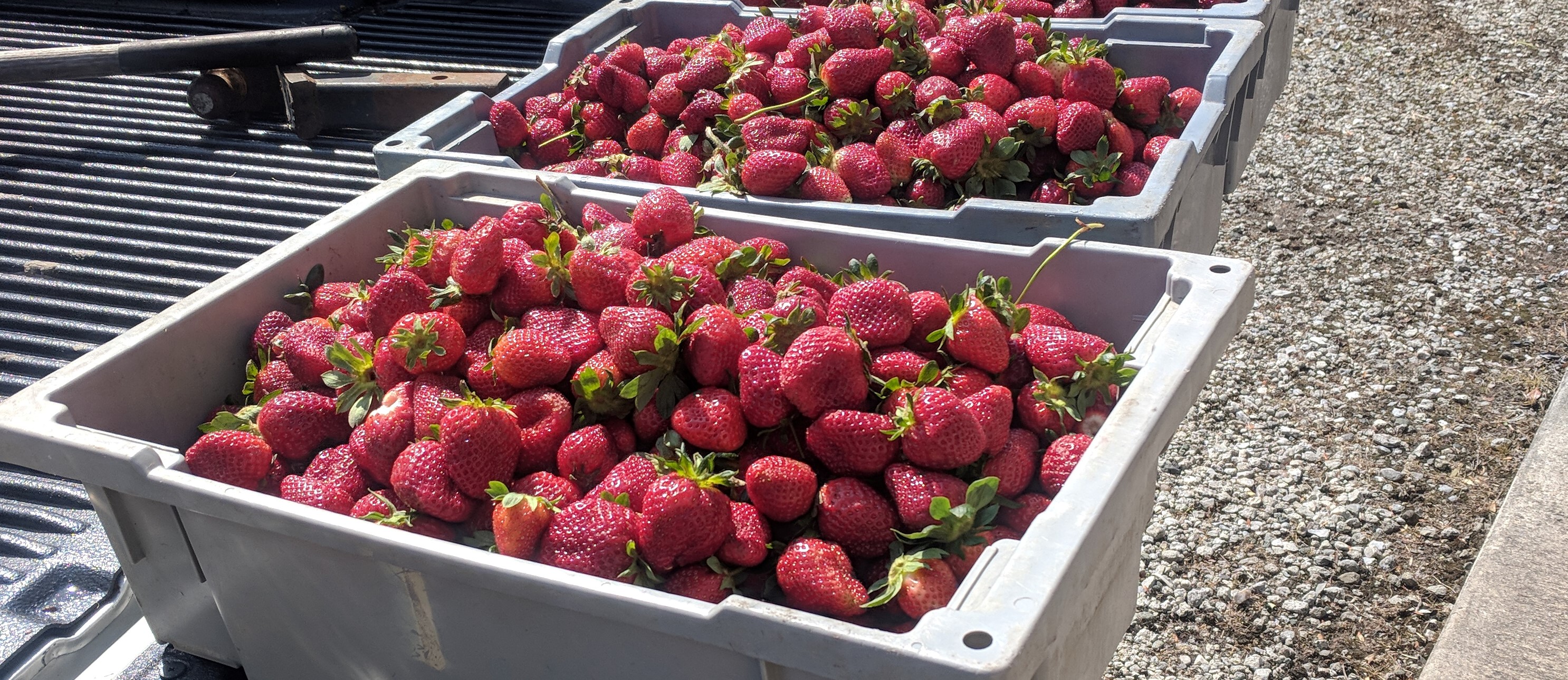 harvested strawberries