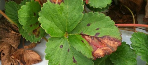 Phomopsis leaf blight symptoms
