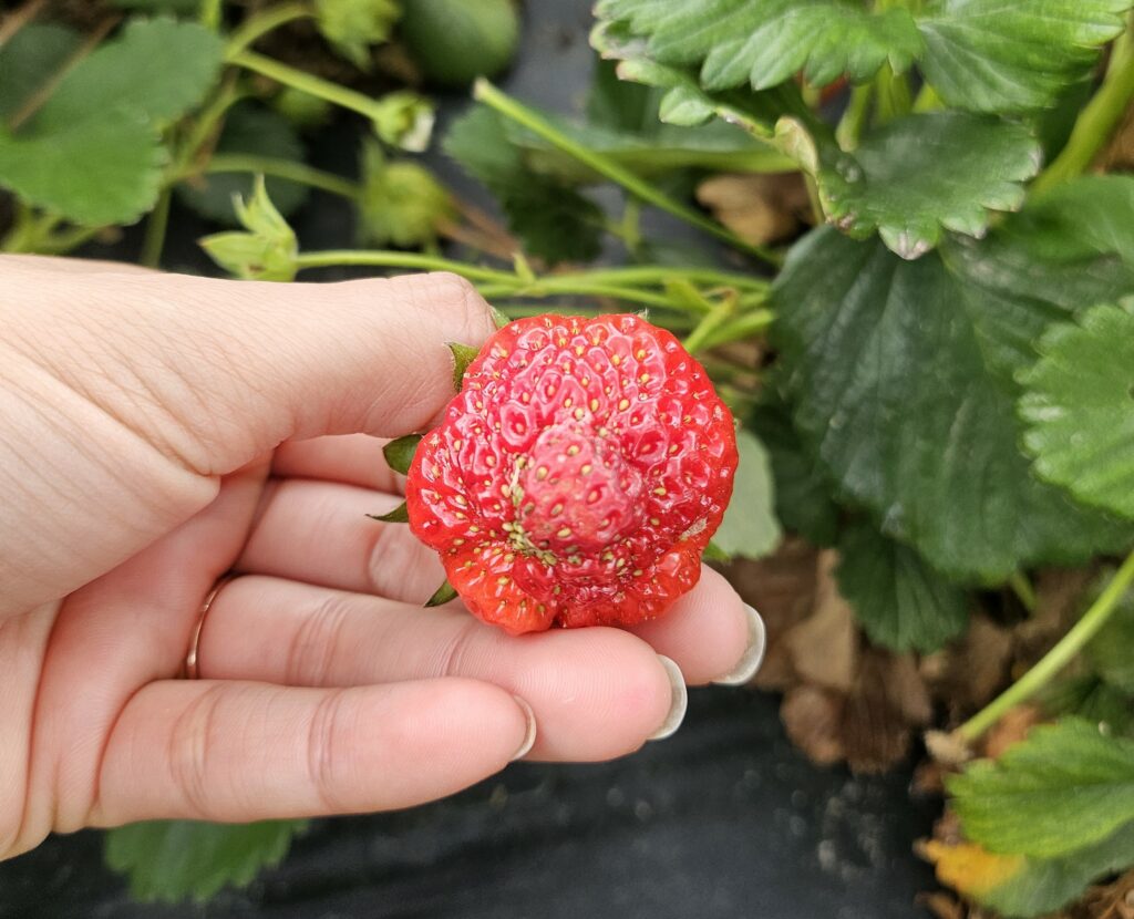 A hand holding a strawberry still attached to the plant. The strawberry is malformed due to Lygus bug feeding