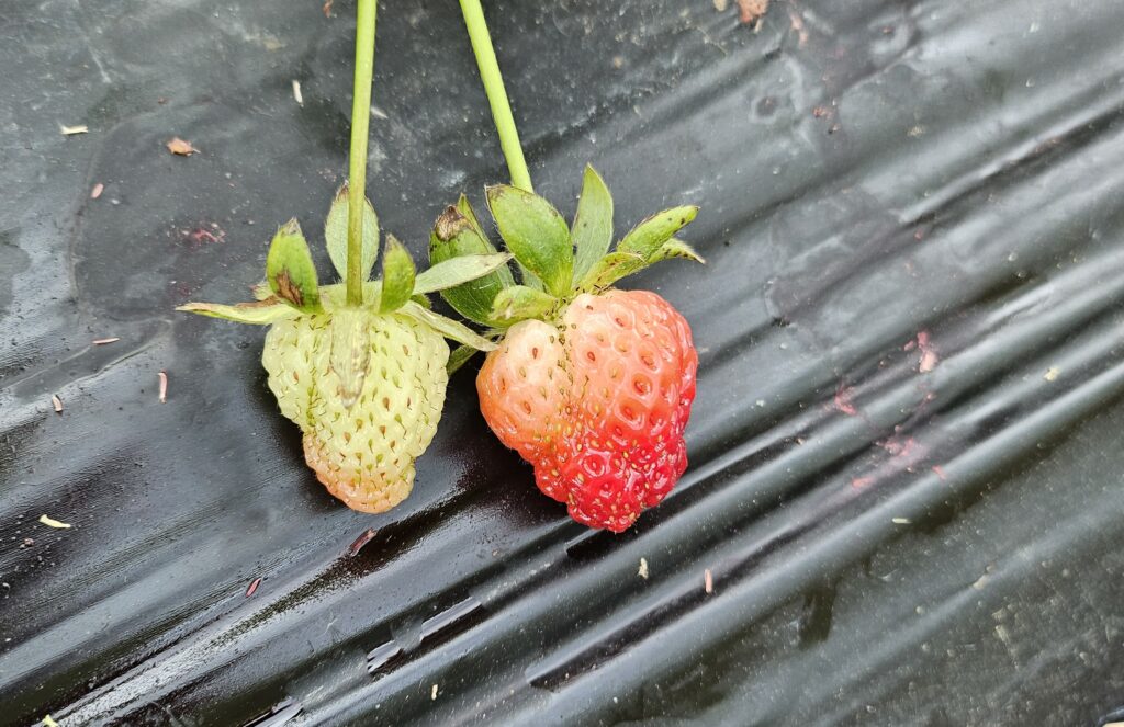 Two strawberries still attached to the plant showing malformations due to Lygus bug feeding