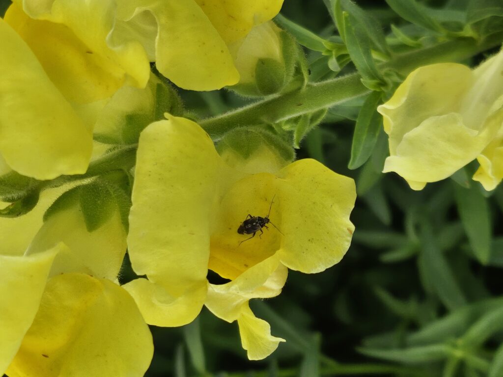 A yellow snapdragon flower with a Lygus insect resting inside one of its petals