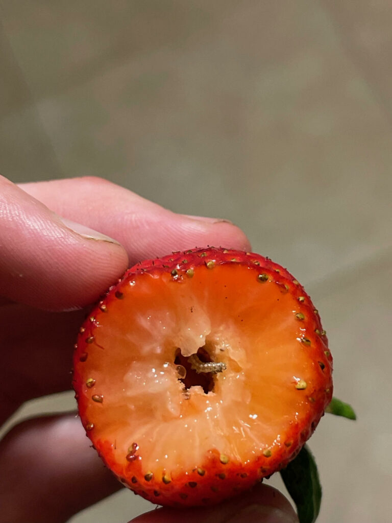 An opened strawberry fruit hold by a person showing a young corn earworm larva inside